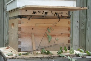 20100908_6901
