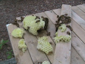 Come moved to top of hive